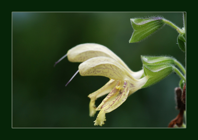 Salvia glutinosa / Salvia vischiosa